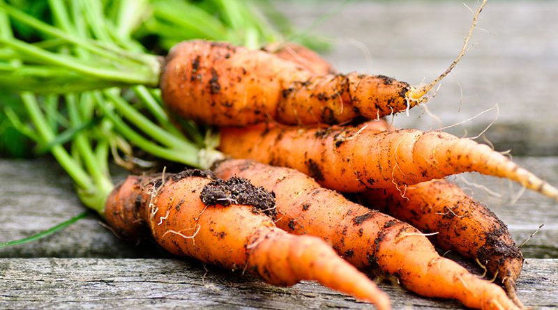 Frisches geerntetes Gemüse, Karotten.