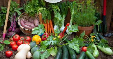 Anbau von Zucchini, Gurke, Tomaten, Karotten, Kartoffeln und Kräutern.