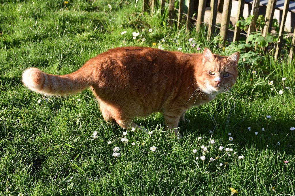 rote Katze im Garten.