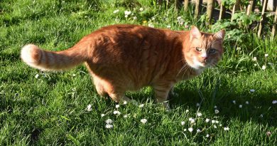 rote Katze im Garten.