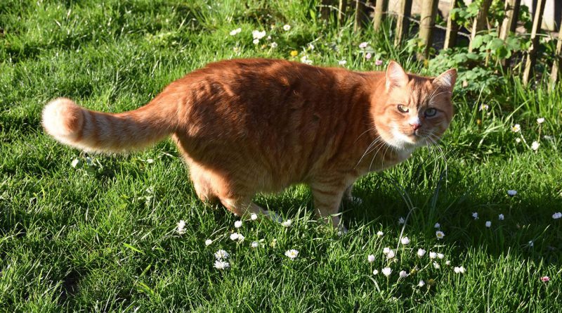 rote Katze im Garten.