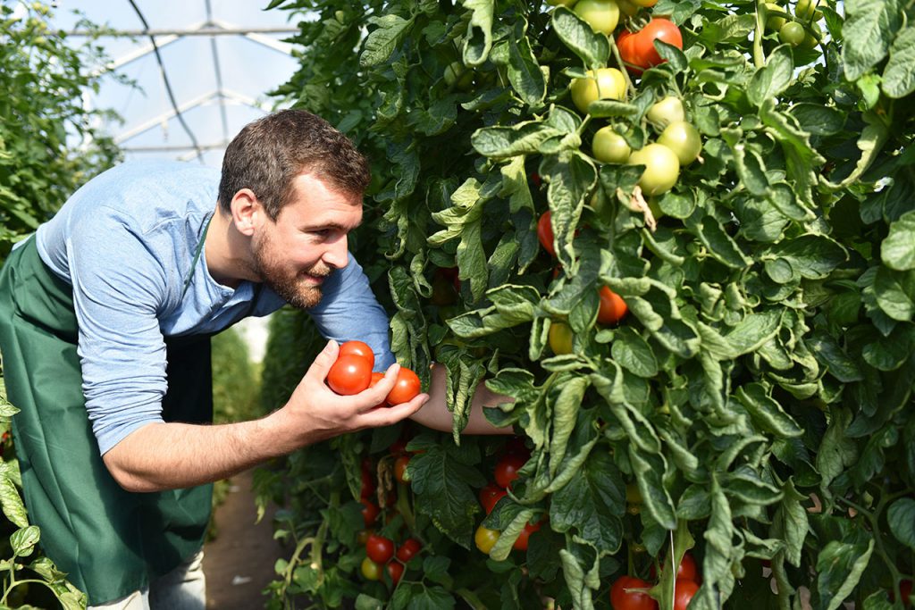 Ernährung, Landwirtschaft und Gartenbau auf der Internationalen Grünen Woche.