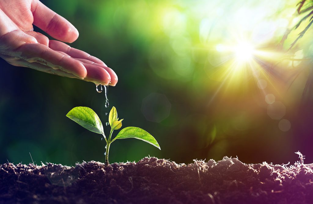 Gartenbau, Floristik, Saatgut, Planzen und Baumschulpflanzen gibts auf der IPM Essen.