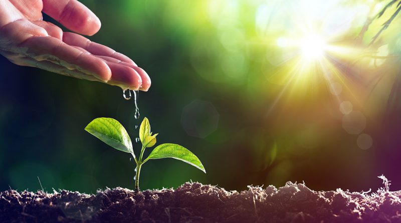 Gartenbau, Floristik, Saatgut, Planzen und Baumschulpflanzen gibts auf der IPM Essen.