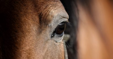 spoga horse 2019 • Messe Köln