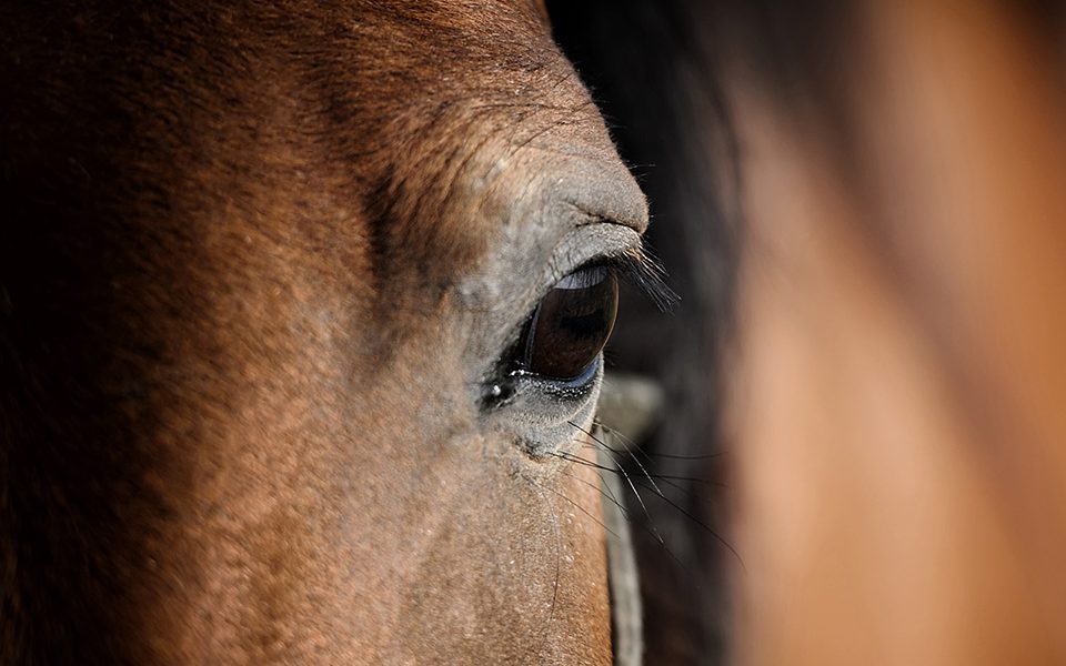 spoga horse 2019 • Messe Köln