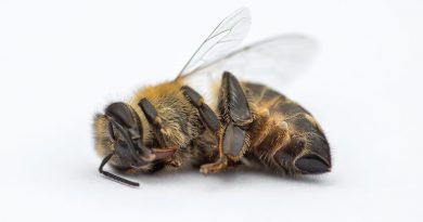 Söders Bio-Lüge? Kürzungen im Bio-Landbau Bienensterben - CSU Politik Landwirtschaft Bayern