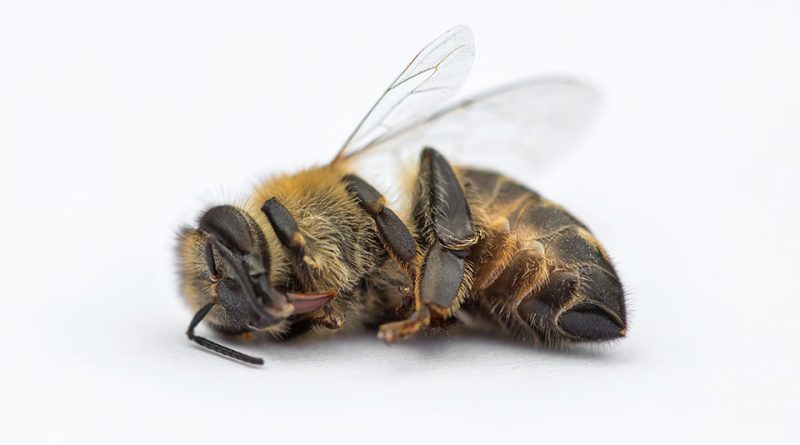 Bienensterben - CSU Politik Landwirtschaft Bayern