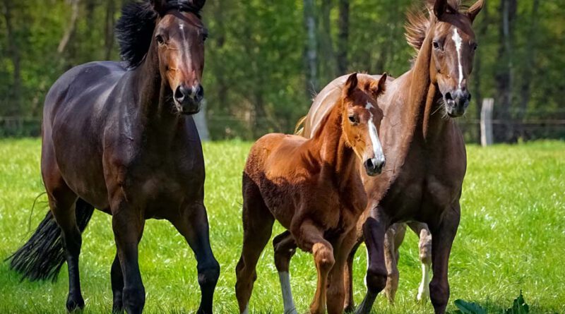 EQUITANA Open Air Neuss 2023