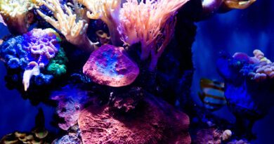 TOURISMA Caravaning 2026 Messe Magdeburg