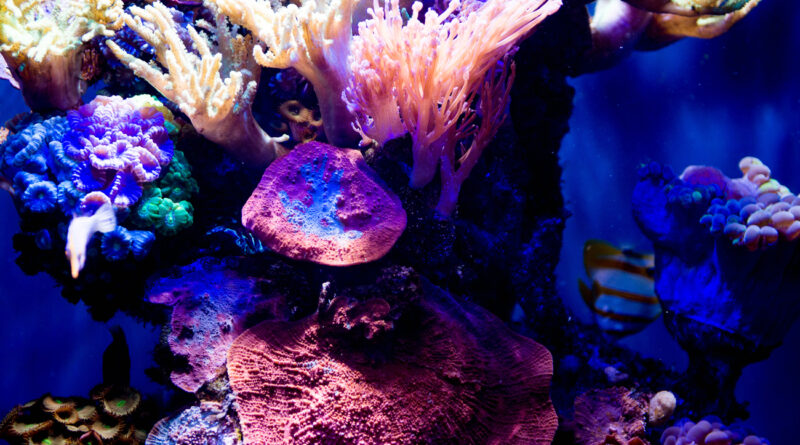 TOURISMA Caravaning 2026 Messe Magdeburg